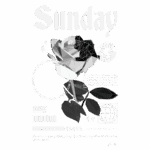 Imagem de uma rosa estilizada em formato geométrico, com a palavra "Sunday" em destaque. O design inclui elementos gráficos que simbolizam amizade e amor, com a menção de "edição limitada" e "qualidade premium". Ideal para representar temas de afeto e conexão.